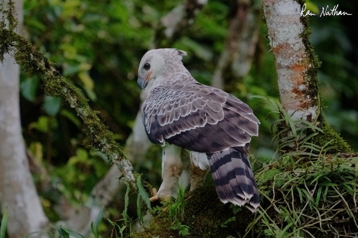 Crowned Eagle - ML652034521