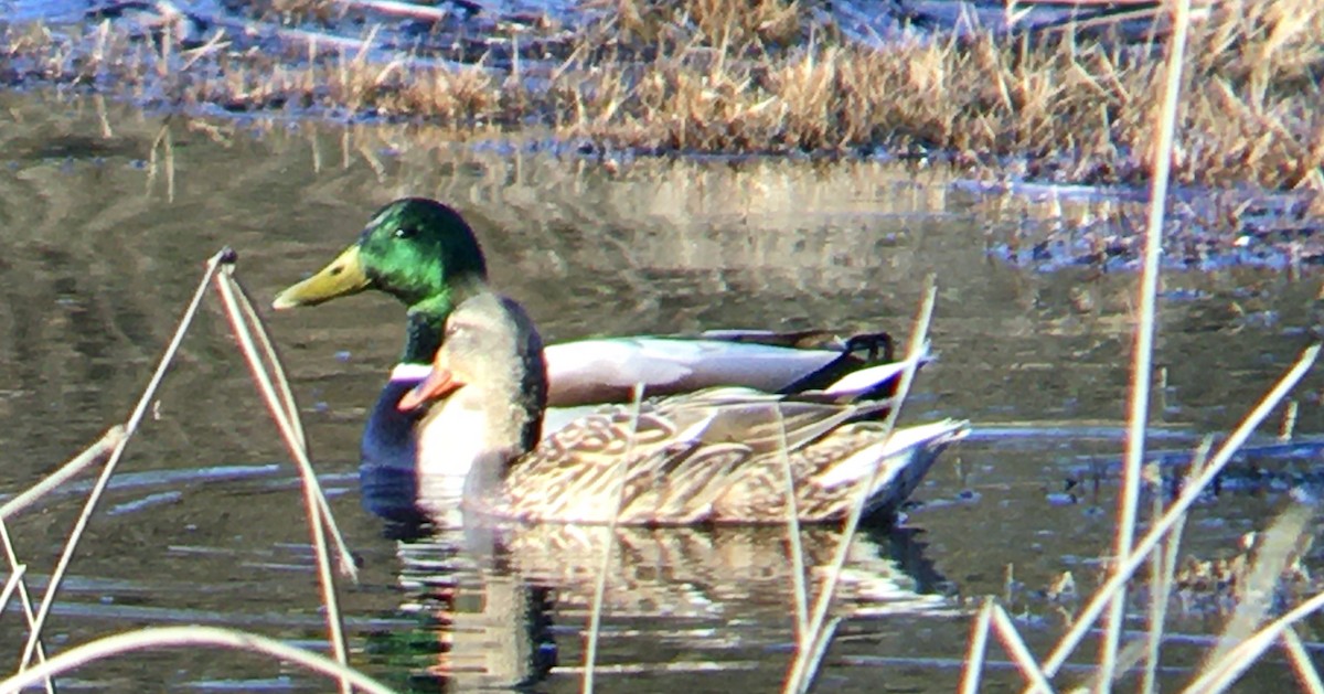 Stockente - ML652034590