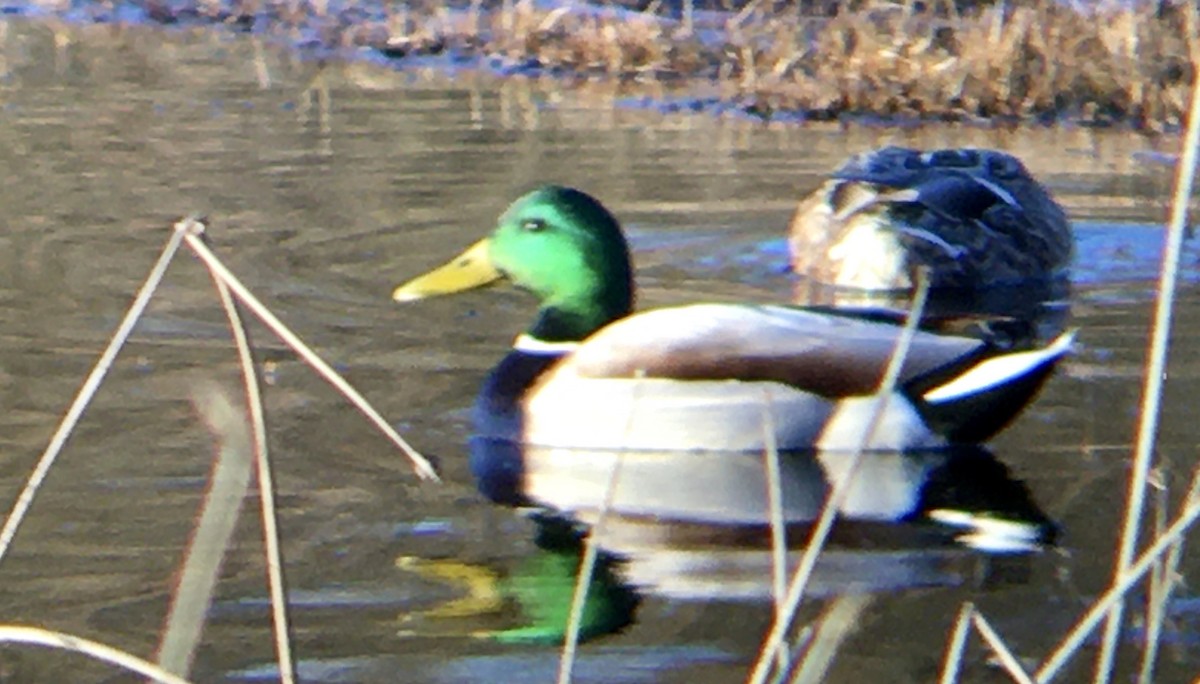 Stockente - ML652034675