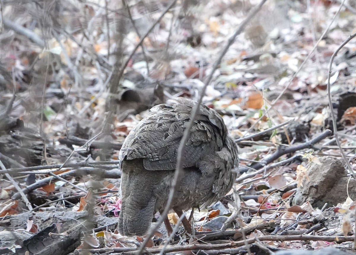 サザナミシャコ - ML652034681