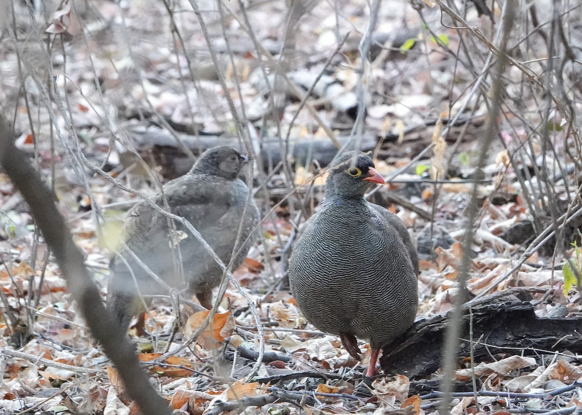 サザナミシャコ - ML652034755