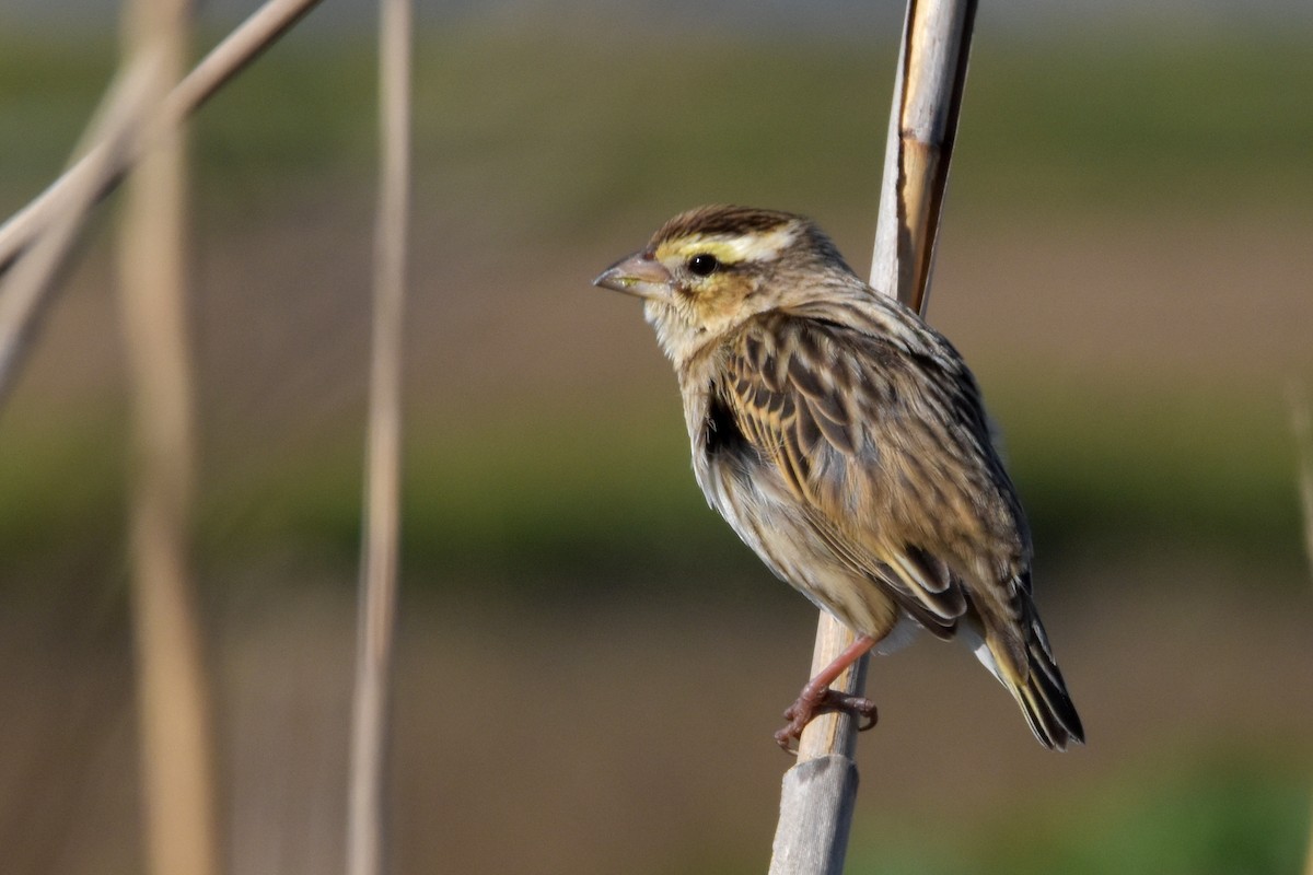 Euplecte vorabé - ML652034926