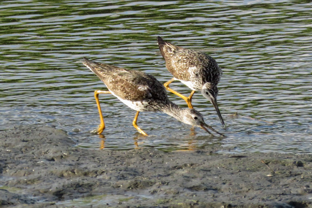 Greater Yellowlegs - Nancy Tognan