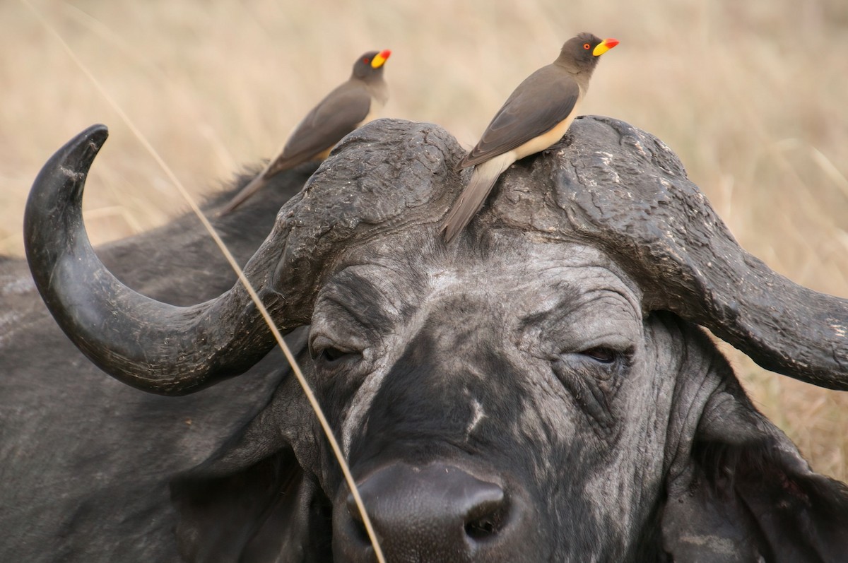 Ґедзеїд жовтодзьобий - ML652035215