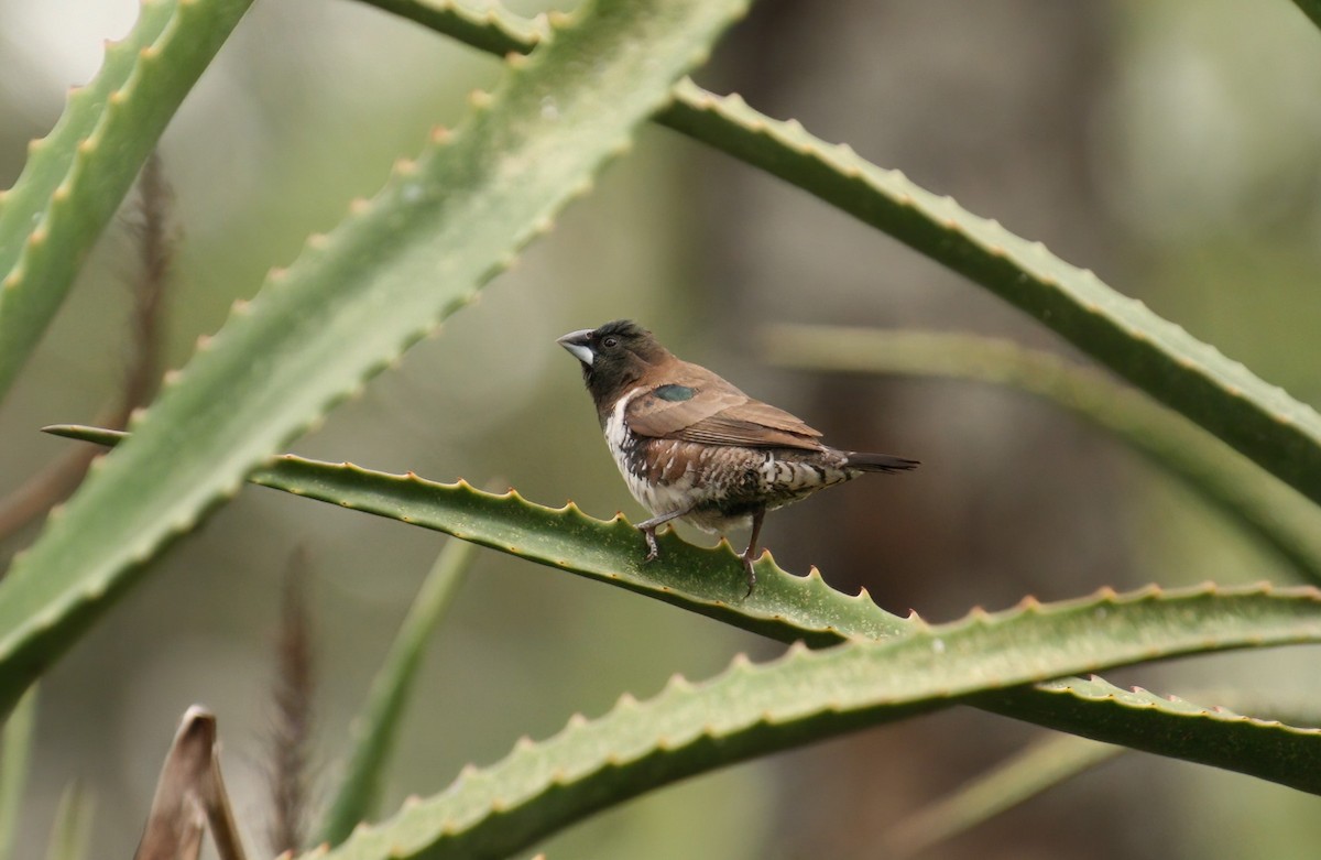 Bronze Mannikin - ML652035425