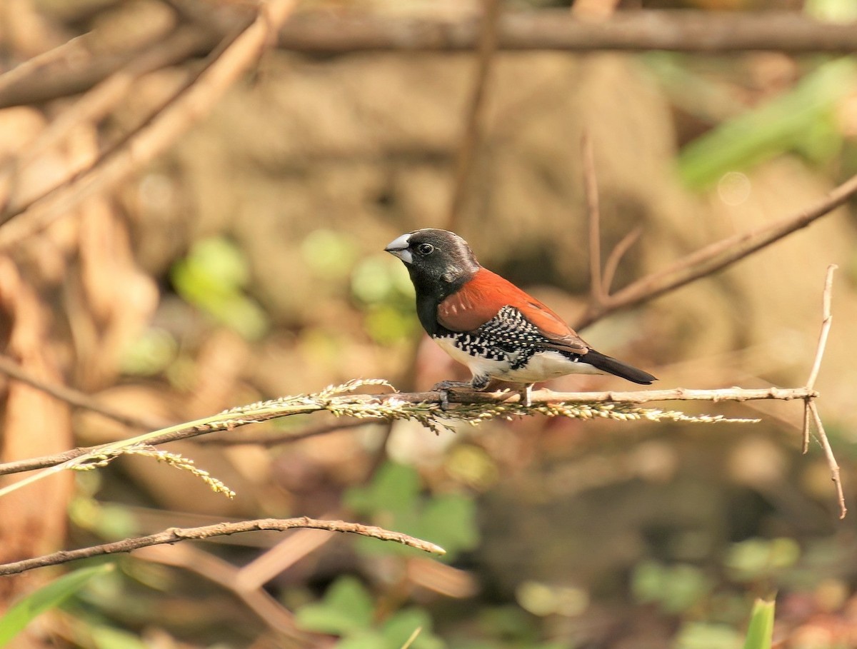 Black-and-white Mannikin - ML652035446