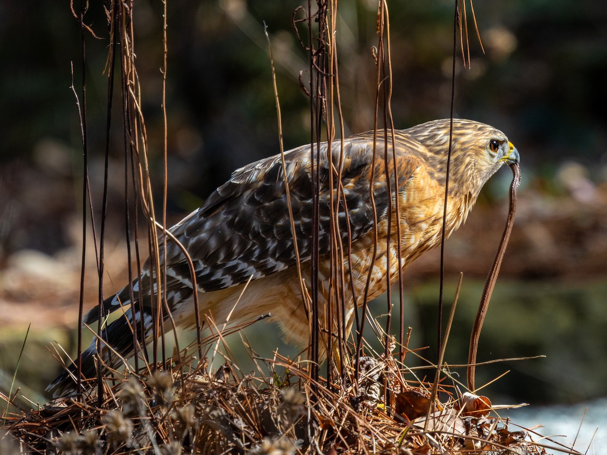Red-shouldered Hawk - ML652036031