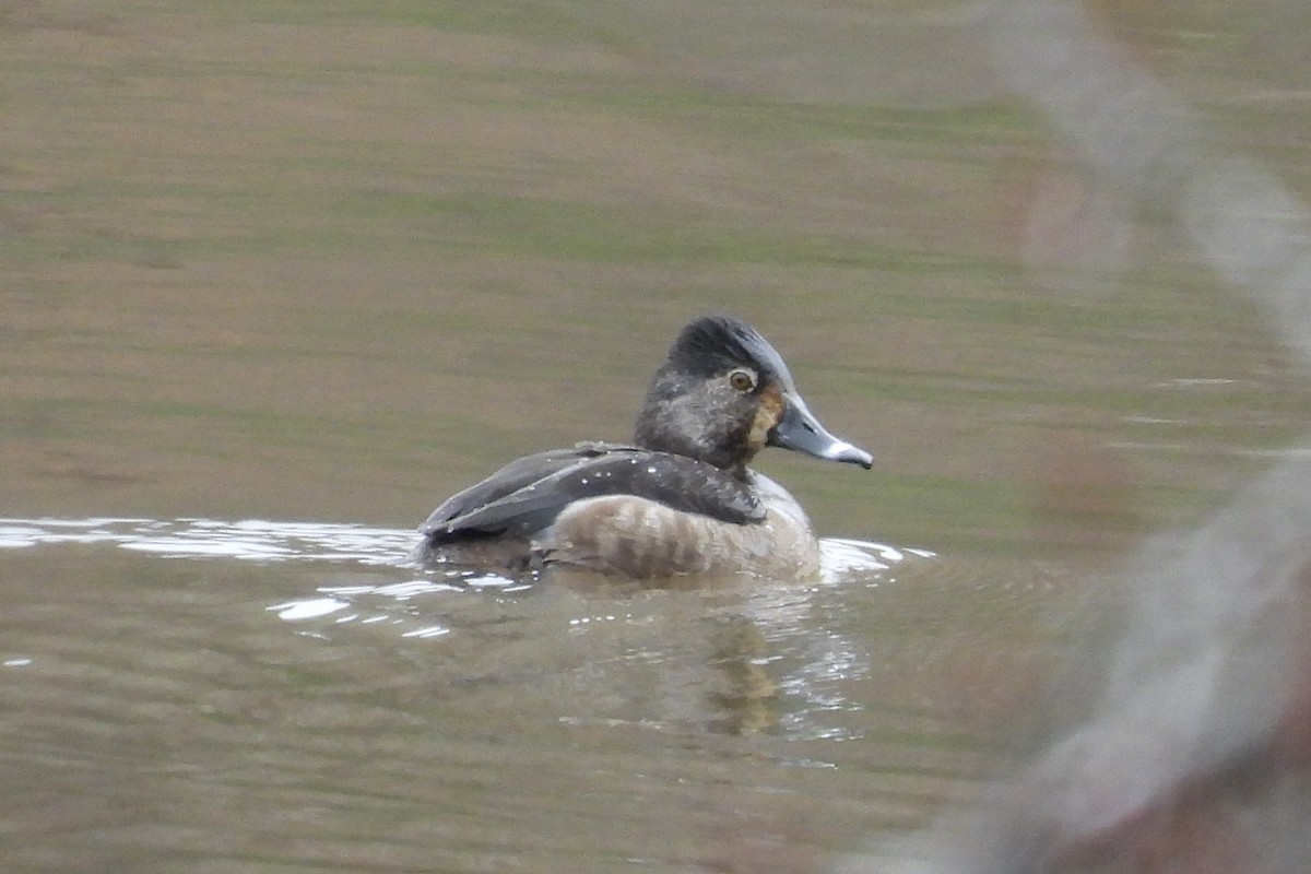 環頸潛鴨 - ML652036384