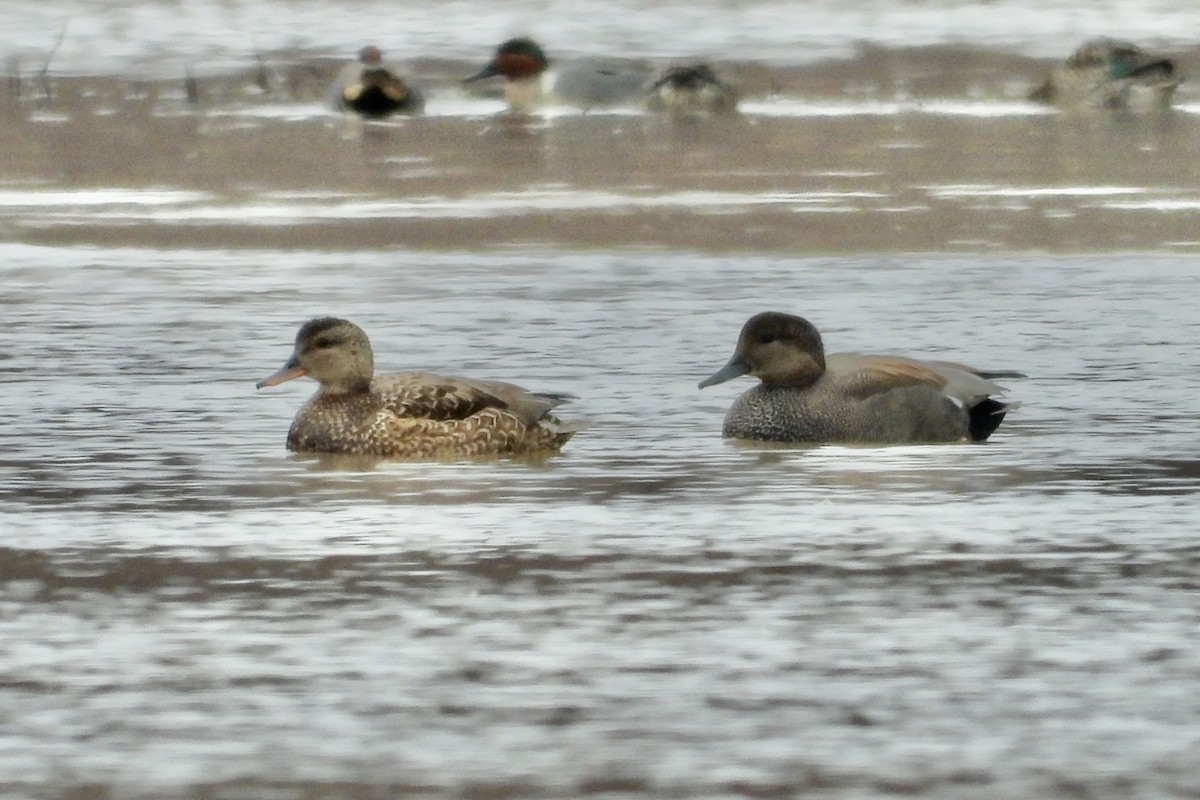 赤膀鴨 - ML652036557