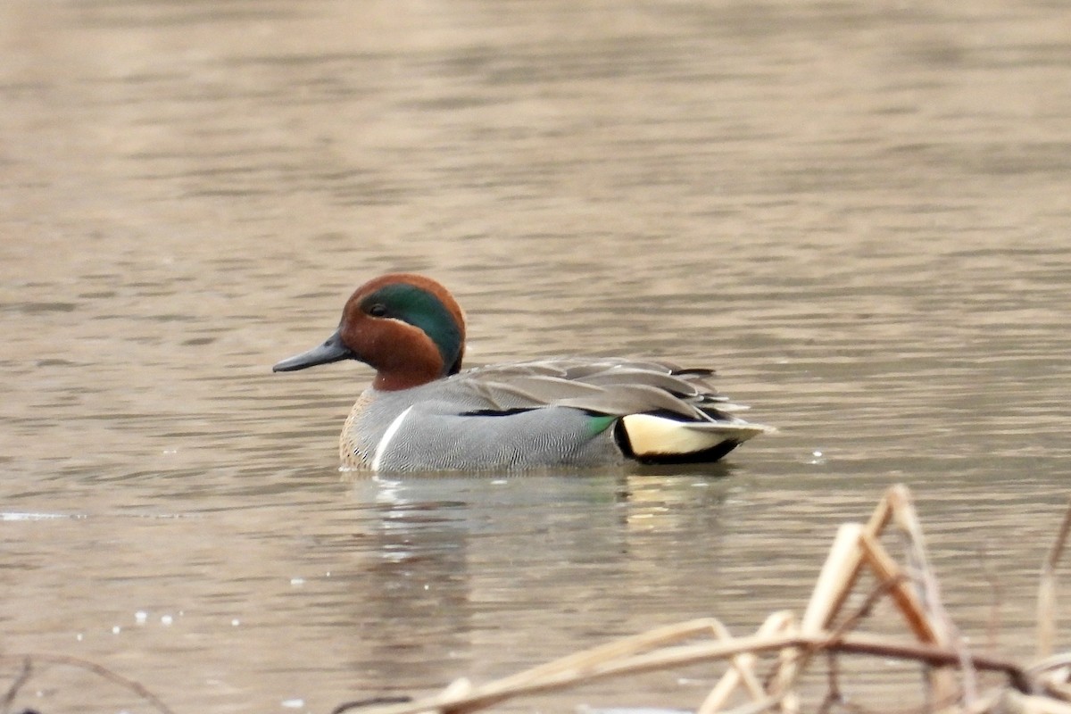 小水鴨 - ML652036785