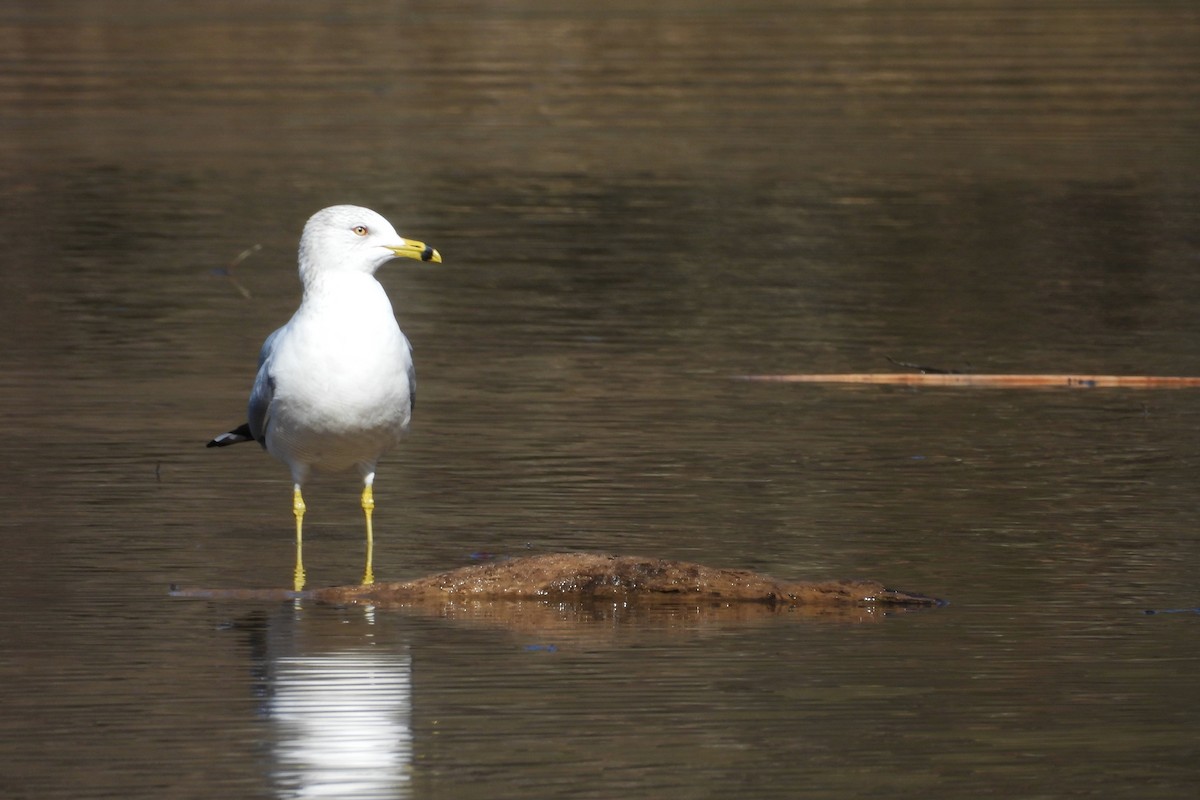 Ring-billed Gull - ML652036975