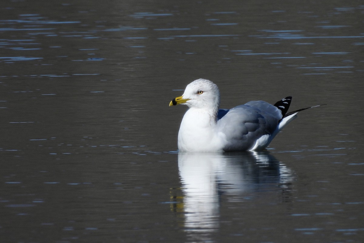 Ring-billed Gull - ML652036983