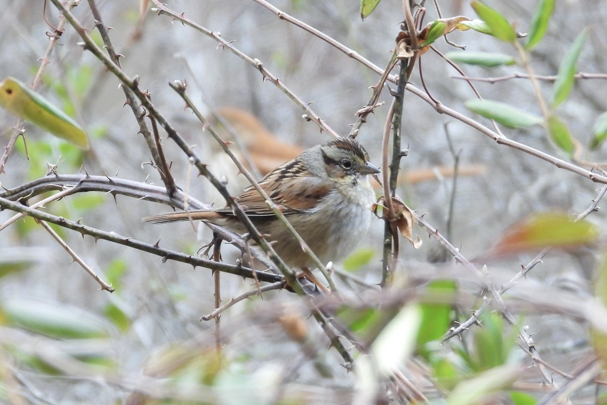 Swamp Sparrow - ML652037006