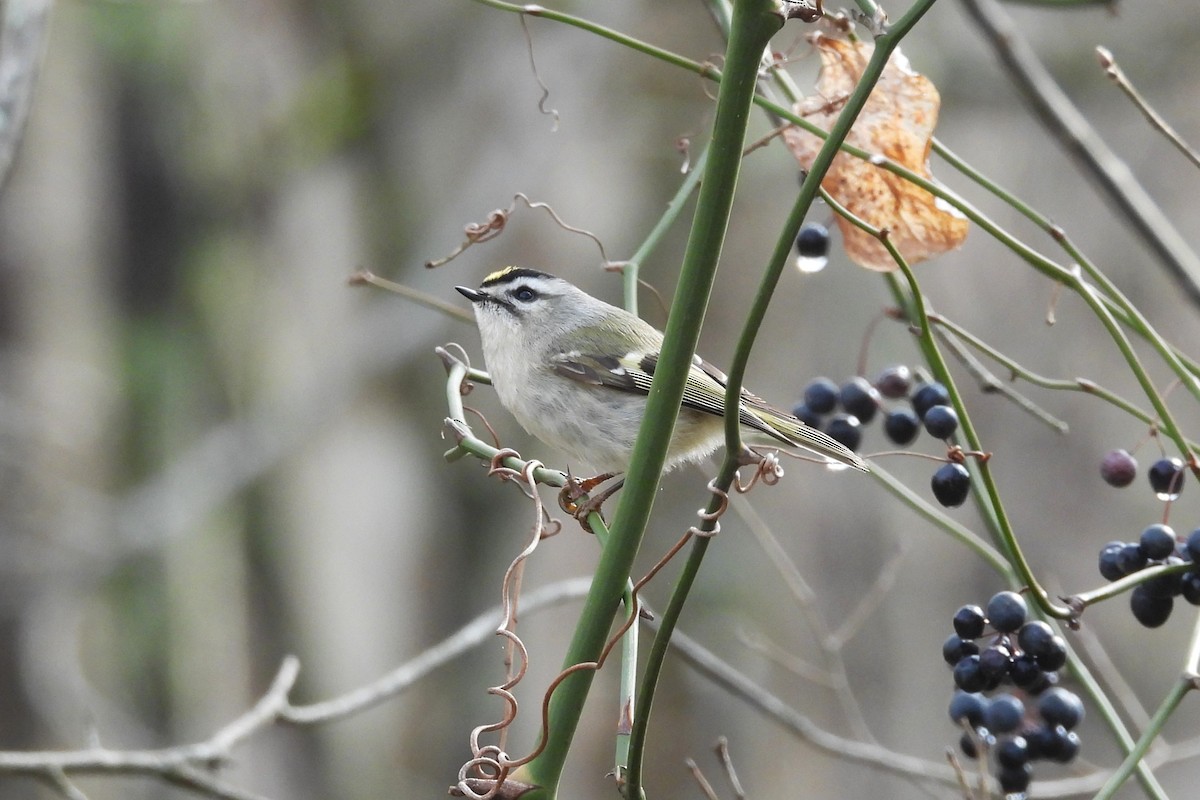 Golden-crowned Kinglet - ML652037009