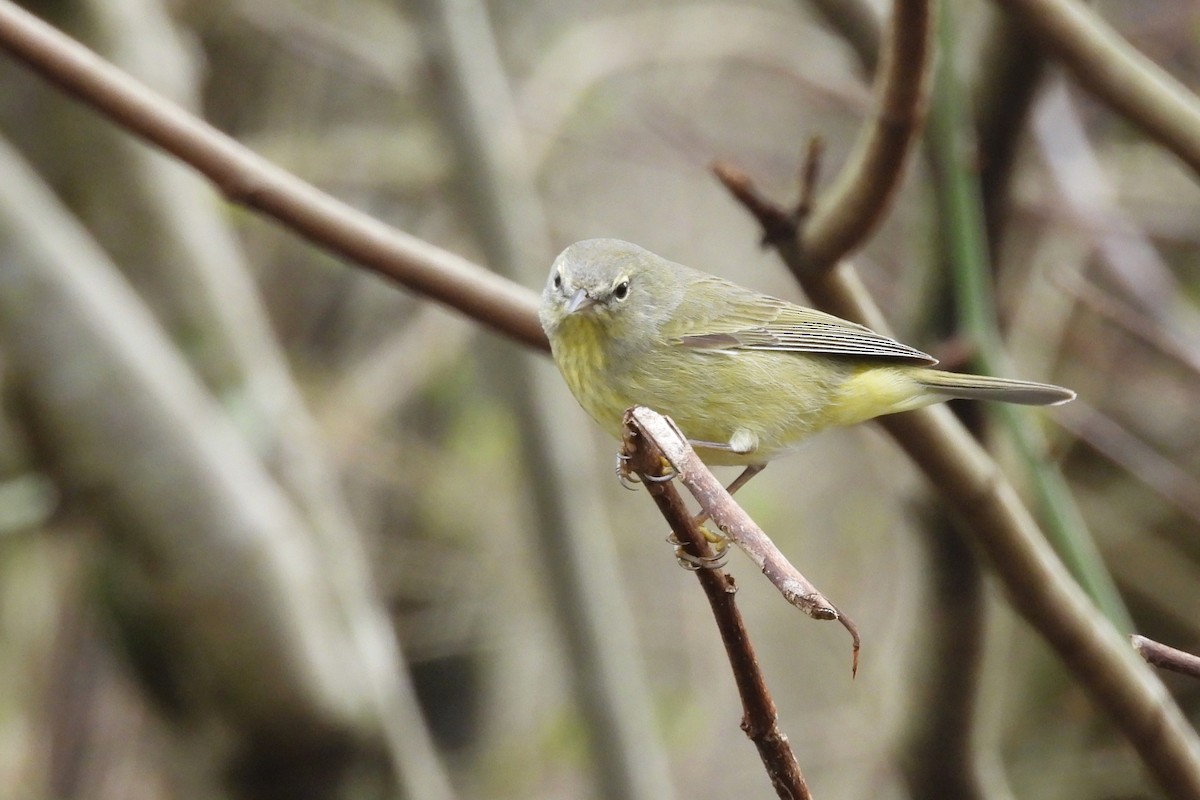 Orange-crowned Warbler - ML652037019