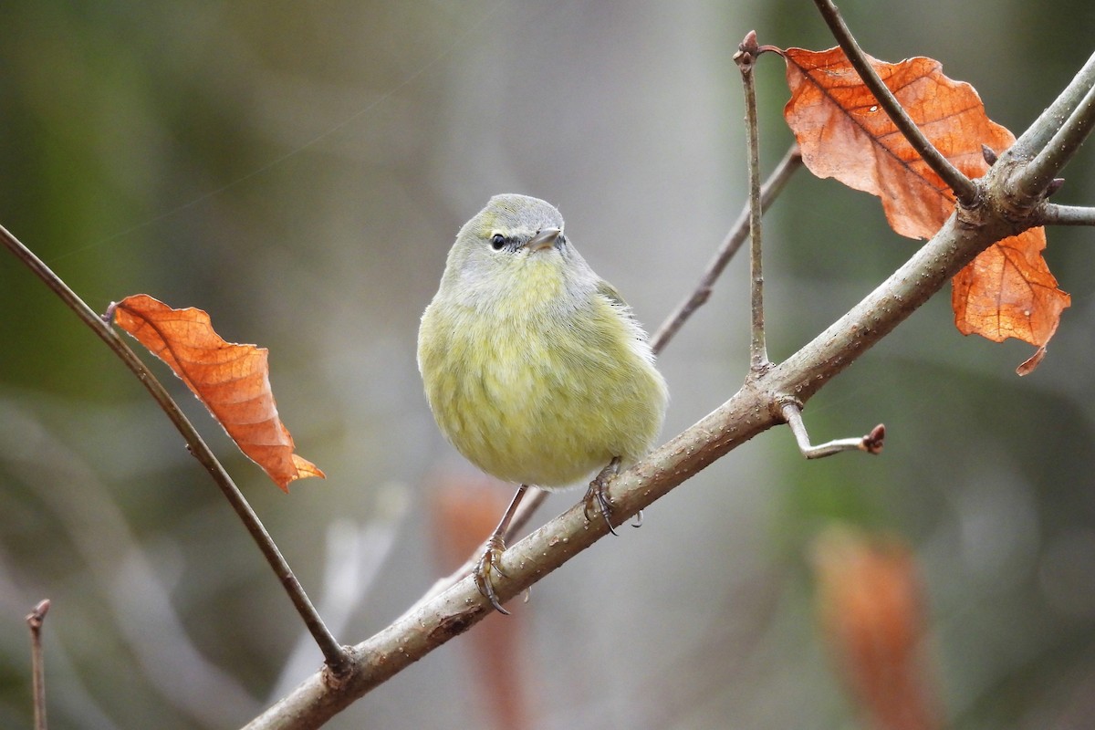 Orange-crowned Warbler - ML652037030