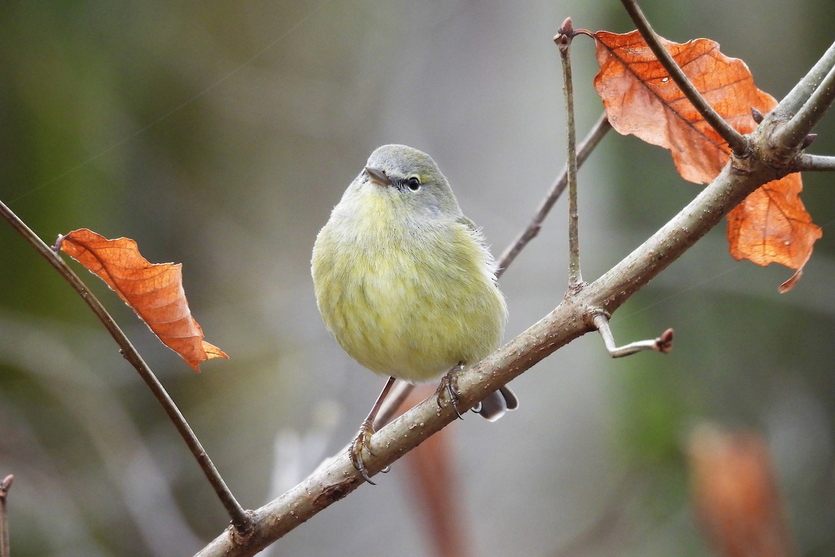 Orange-crowned Warbler - ML652037036