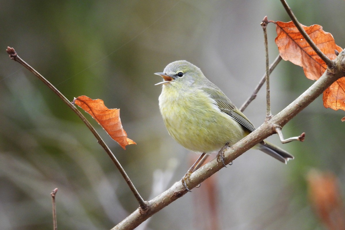 Orange-crowned Warbler - ML652037044