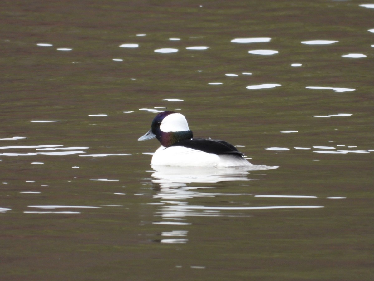 Bufflehead - ML652037076