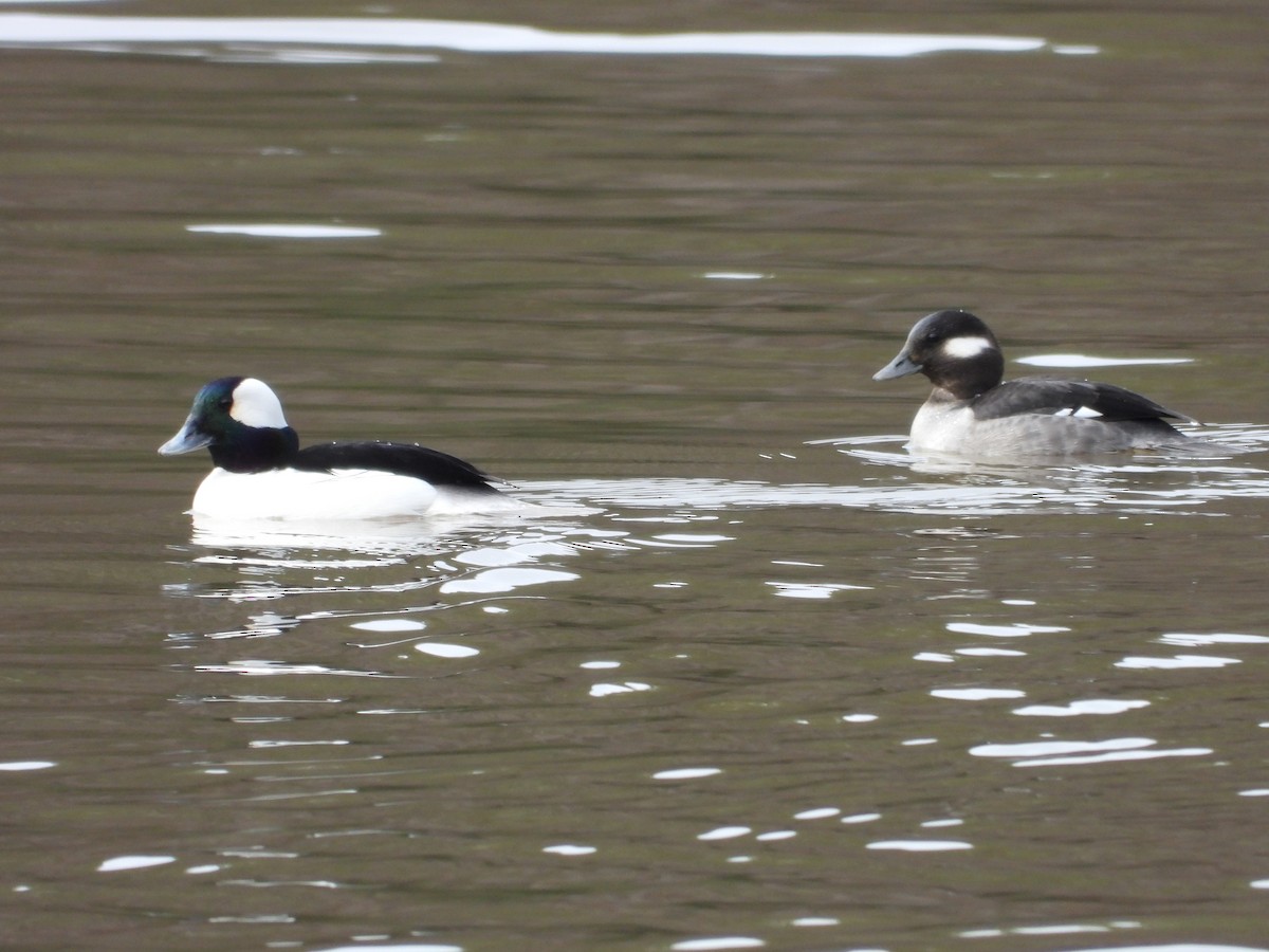 Bufflehead - ML652037080