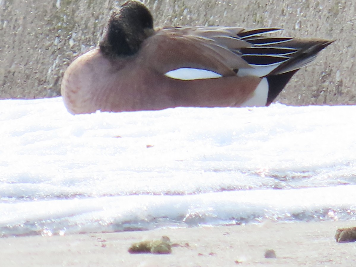 American Wigeon - ML652037270