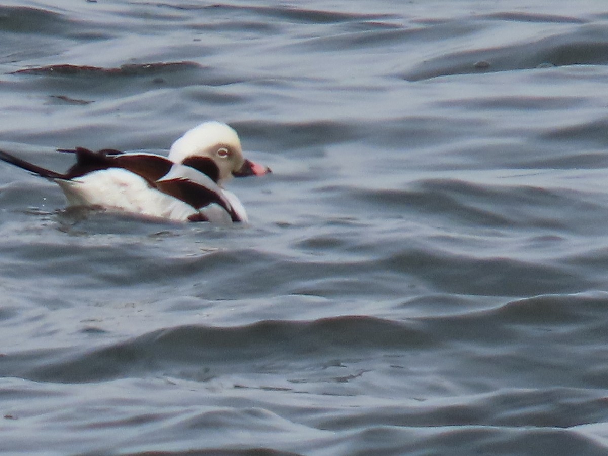 Long-tailed Duck - ML652037279