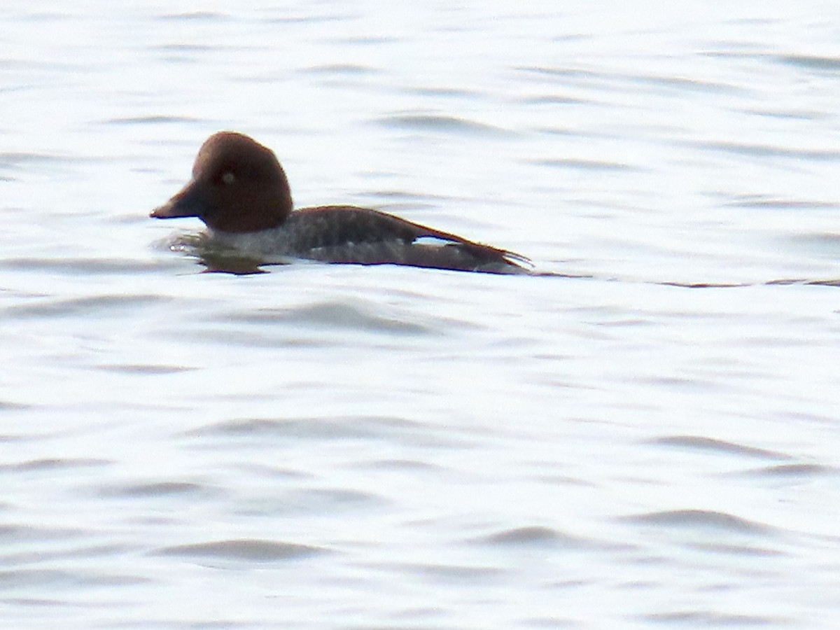 Common Goldeneye - ML652037294