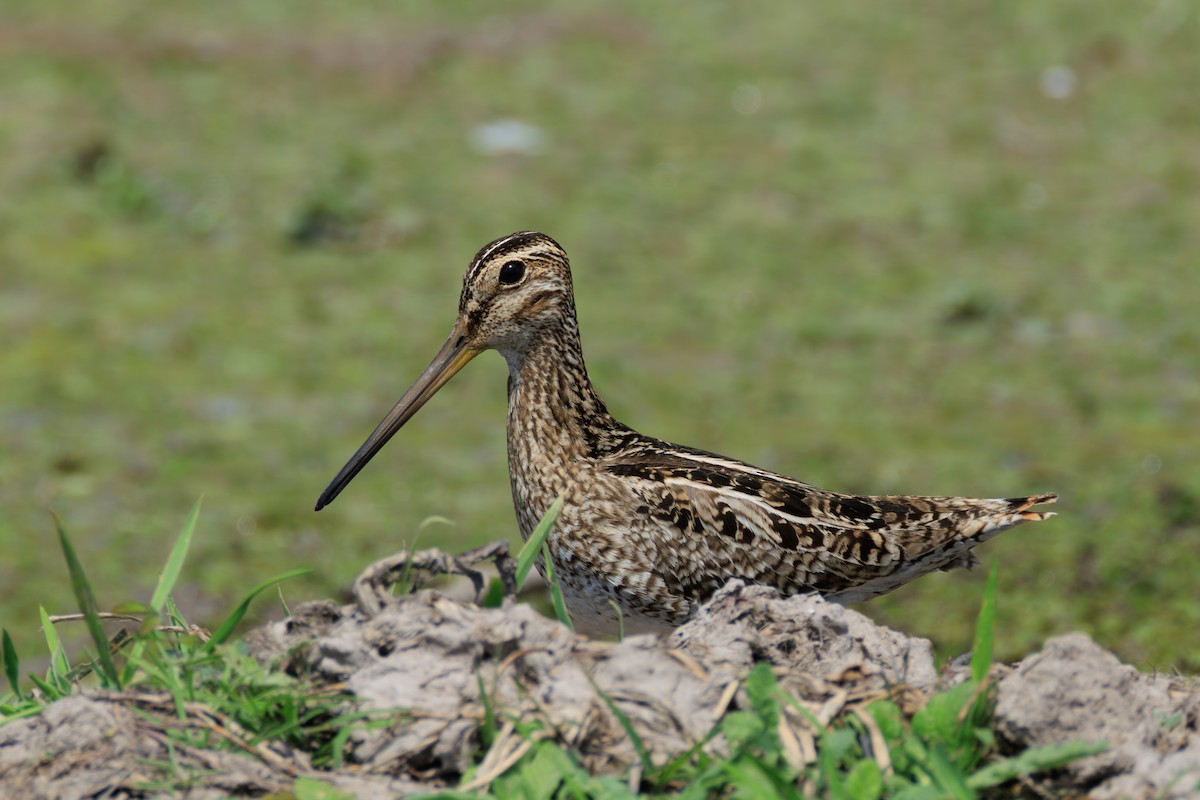 パラグアイタシギ - ML652037547