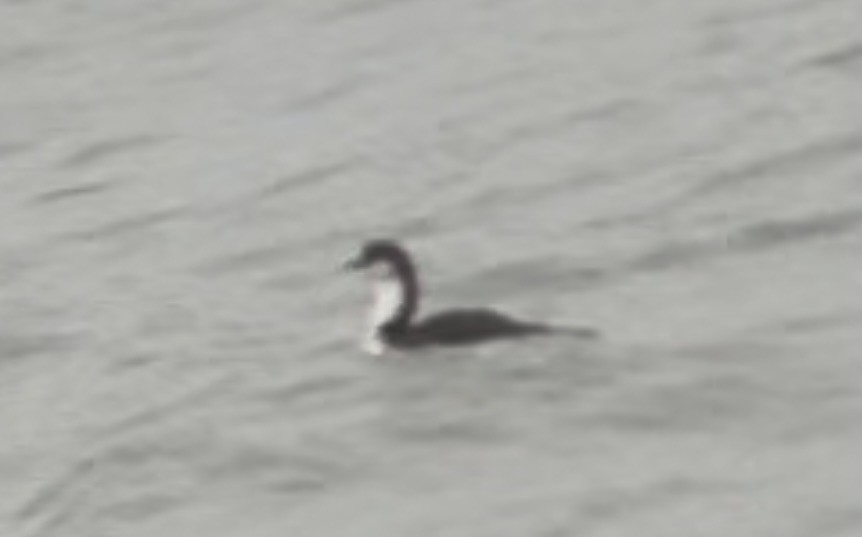 Гагара білошия - ML652037820