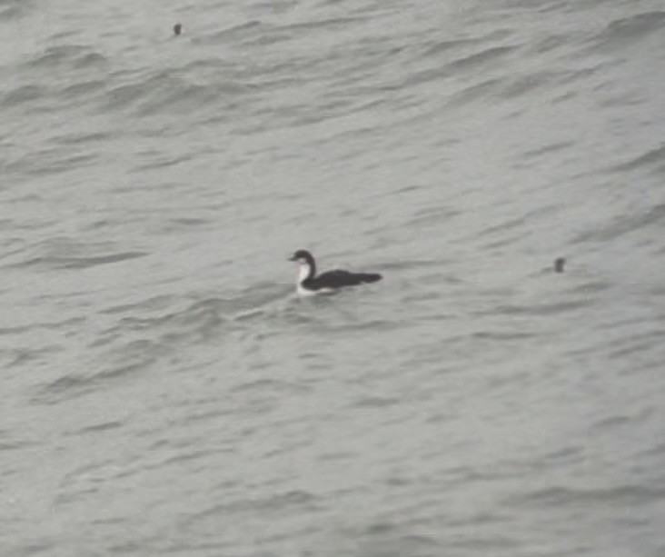 Гагара білошия - ML652037823