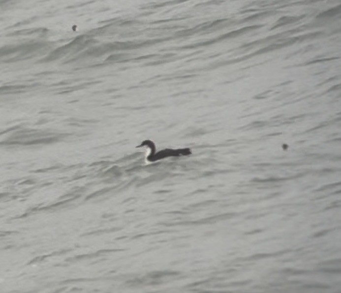 Гагара білошия - ML652037824