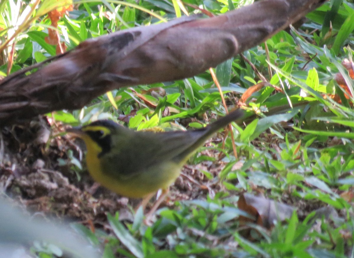 kentuckyparula - ML652038297