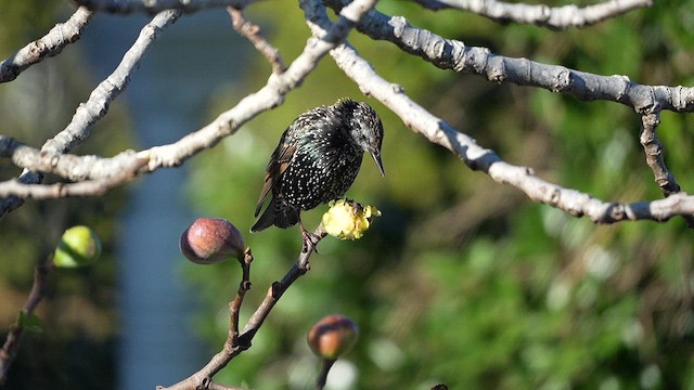 Storno - ML652039035