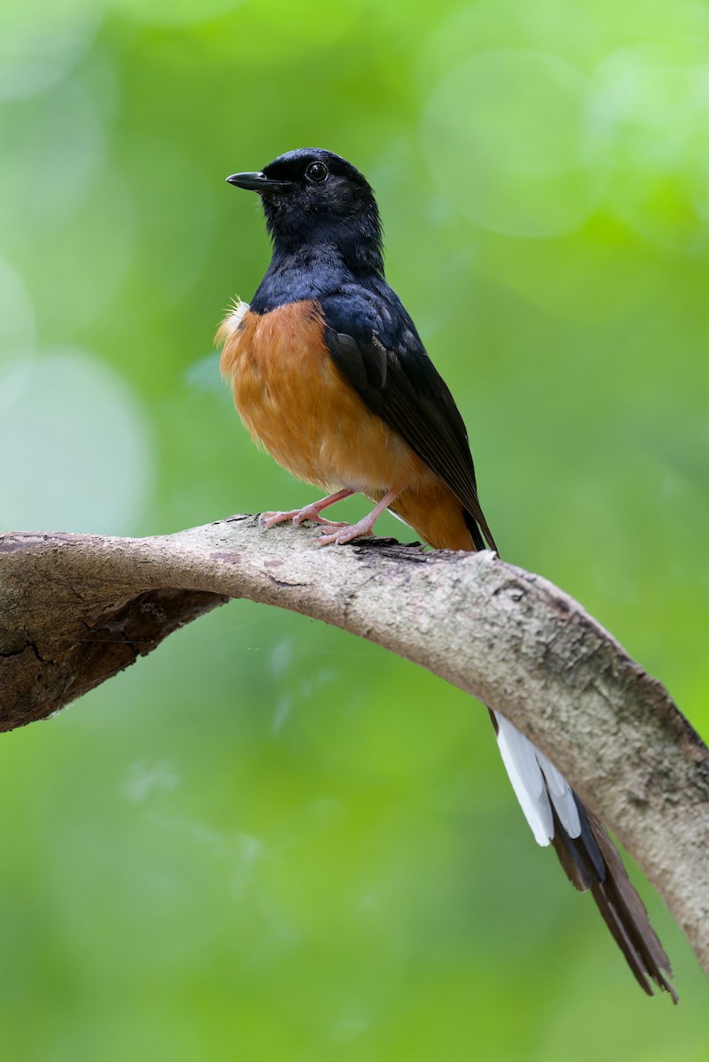 White-rumped Shama - ML652039499