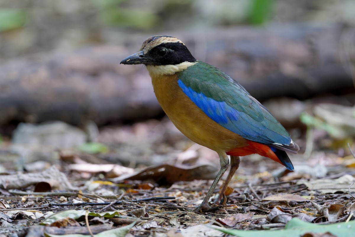 Blue-winged Pitta - ML652039508