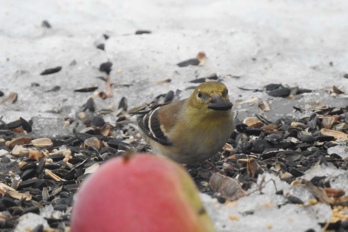 gulstillits - ML652039666