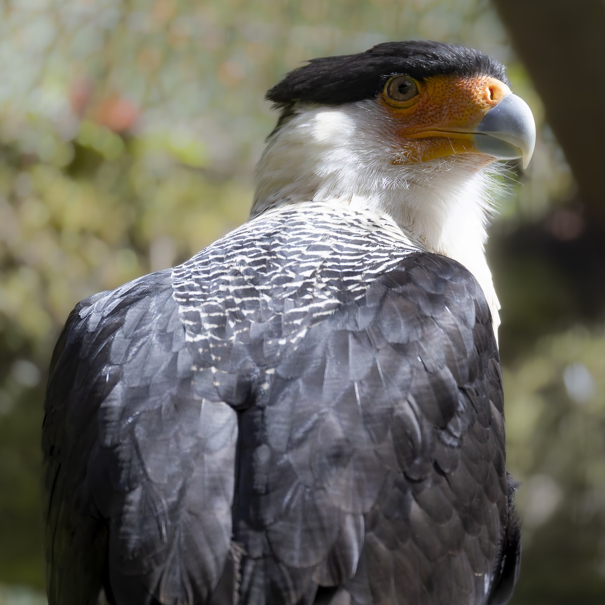 動物界 - ML652040039