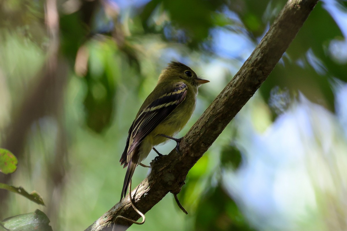 Желтобрюхий мухолов - ML652040263