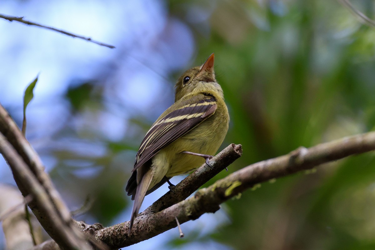 Желтобрюхий мухолов - ML652040265