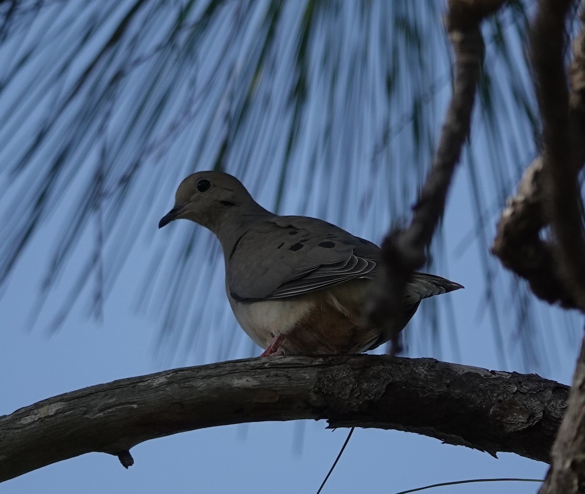 eBird Checklist - 2 Mar 2026 - My Backyard - 22 species
