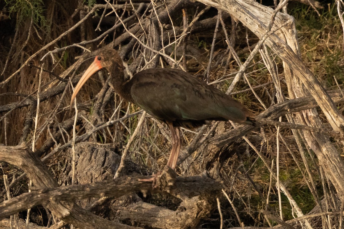 Bare-faced Ibis - ML652040704