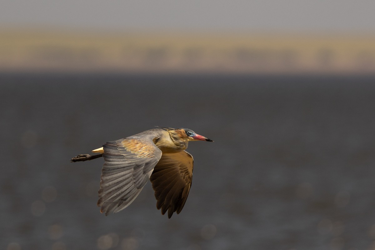 Whistling Heron - ML652040726