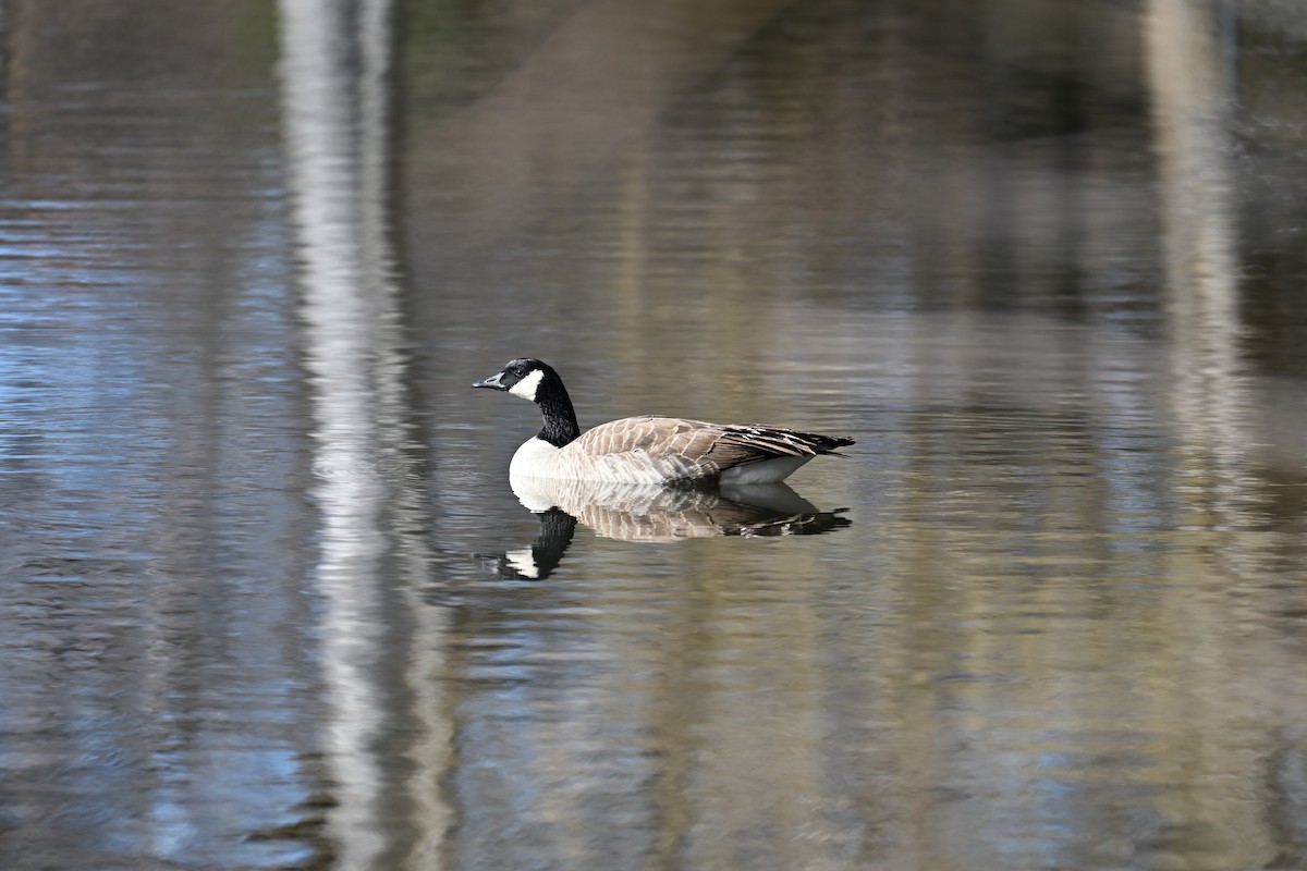 Bernache du Canada - ML652041568