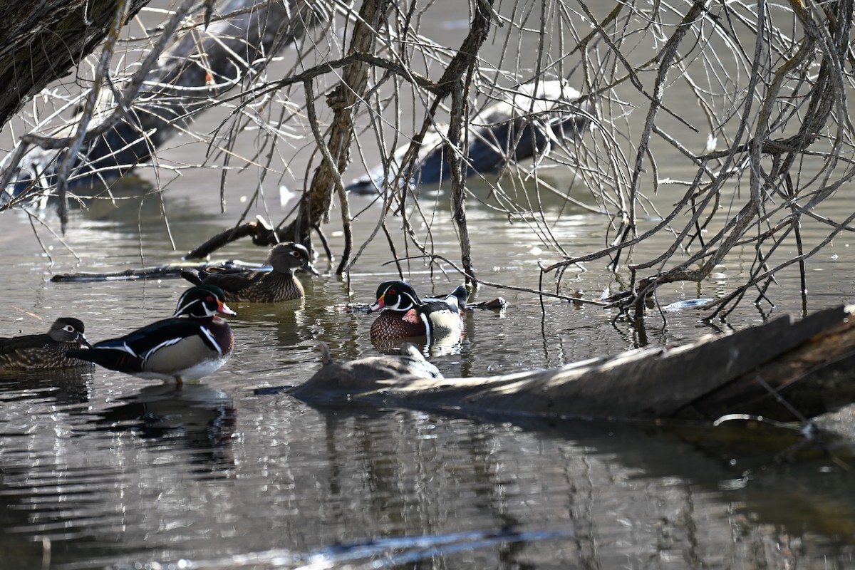 Canard branchu - ML652041572
