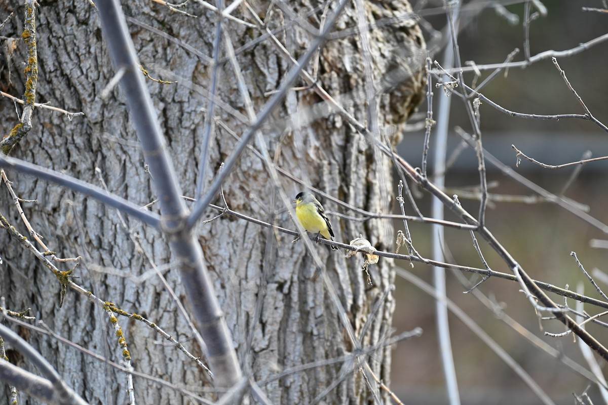 Chardonneret mineur - ML652041581