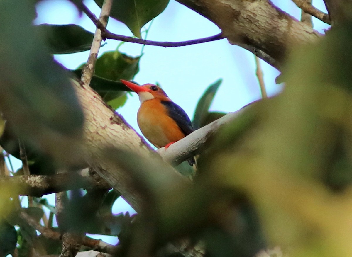 African Pygmy Kingfisher (Southern) - ML652041584