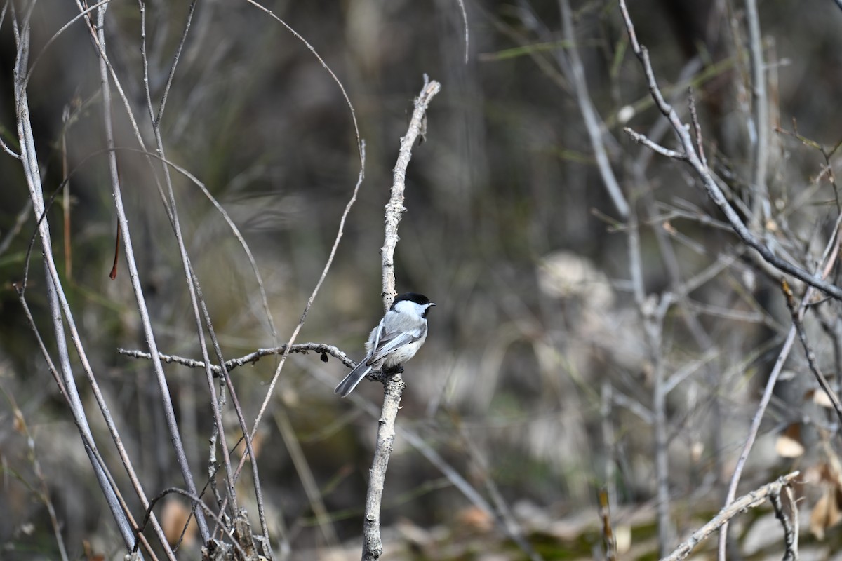 Mésange à tête noire - ML652041607