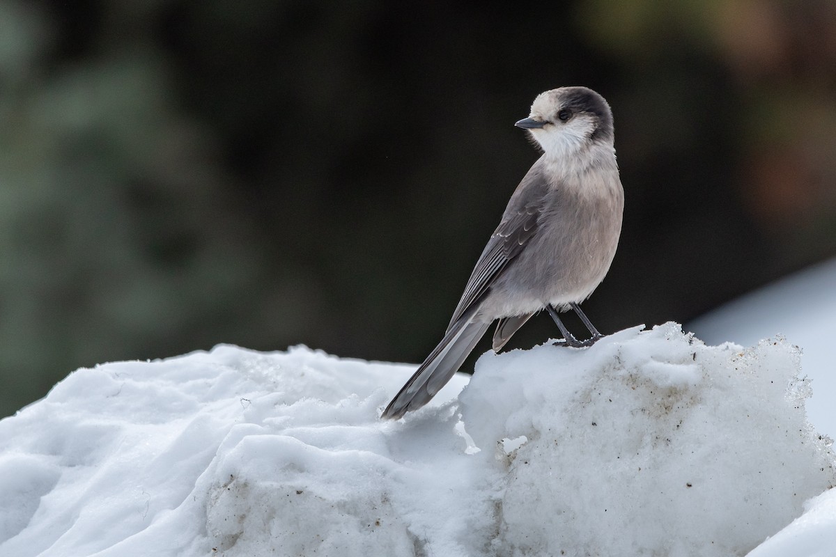 Canada Jay - ML652042005