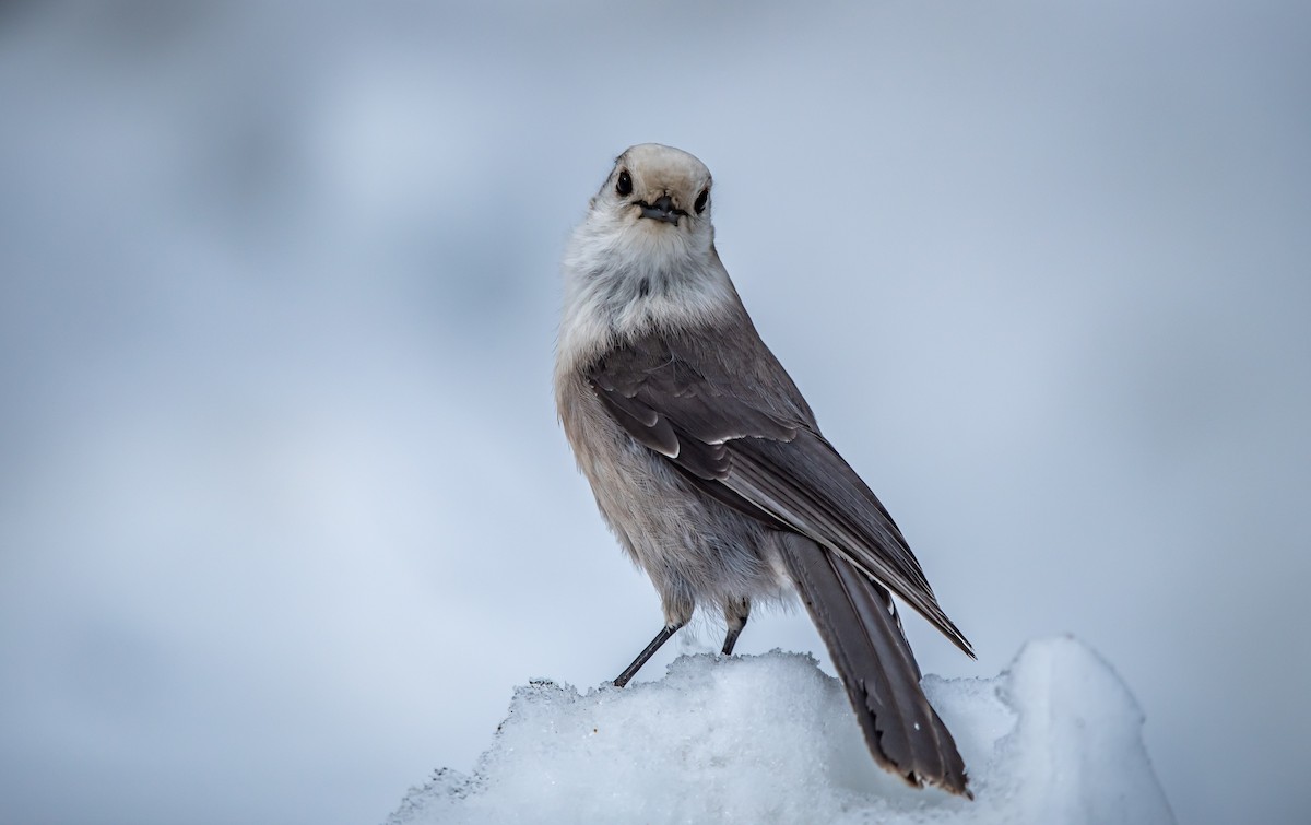 Canada Jay - ML652042014