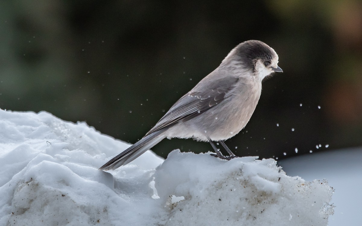 Canada Jay - ML652042037